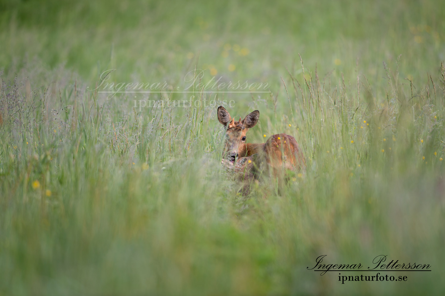 radjur_get_hornbildning_unik_hormonstorning_ingemar_pettersson_kid_ipnaturfoto_se_horn_rd169