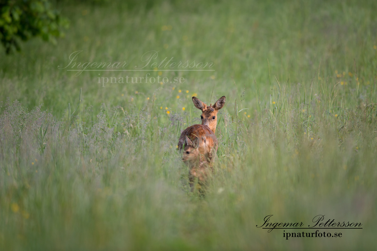 radjur_get_unik_horn_kid_SVA_ipnaturfoto_se_ingemar_pettersson_rd168