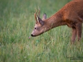 bock_ferdinand_blomma_radjur_roe_deer_aker_rd241