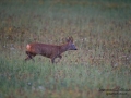 bock_radjur_ipnaturfoto_roedeer_roe_rd178