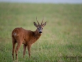 bock_radjur_roe_deer_capreolus_capreolus_ipnaturfoto_se_rd260