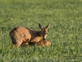 get_radjur_hornbildning_horn_kid_genetisk_unik_ipnaturfoto_se_ingemar_pettersson_rd173