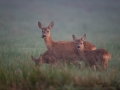 kid_dimma_radjur_roe_deer_capreolus_capreolus_ipnaturfoto_se_rd275