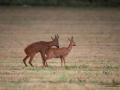 radjur_bock_buck_brunst_get_roe_deer_capreolus_capreolus_ipnaturfoto_se_rd216