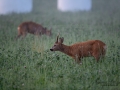 radjur_bock_buck_brunst_get_roe_deer_capreolus_capreolus_ipnaturfoto_se_rd273