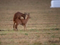 radjur_bock_buck_brunst_roe_deer_capreolus_capreolus_ipnaturfoto_se_rd215