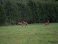 radjur_bock_buck_brunst_slagsmal_brak__roe_deer_capreolus_capreolus_ipnaturfoto_se_rd236