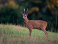 radjur_bock_buck_host_roe_deer_capreolus_capreolus_ipnaturfoto_se_rd224