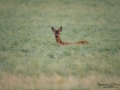 radjur_bock_buck_roe_deer_capreolus_capreolus_ipnaturfoto_se_rd201