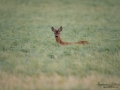 radjur_bock_buck_roe_deer_capreolus_capreolus_ipnaturfoto_se_rd201