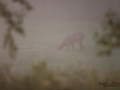 radjur_bock_buck_roe_deer_capreolus_capreolus_ipnaturfoto_se_rd208