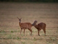 radjur_bock_get_brunst_buck_roe_deer_capreolus_capreolus_ipnaturfoto_se_rd214