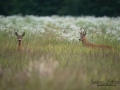 radjur_bock_get_ipnaturfoto_se_rd126