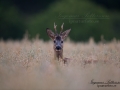 radjur_bock_havre_ipnaturfoto_se_rd184