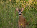 radjur_bock_ipnaturfoto_se_rd1.jpg