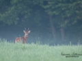 radjur_bock_ipnaturfoto_se_rd10.jpg