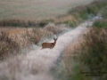 radjur_bock_ipnaturfoto_se_rd130