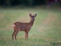 radjur_bockt_roe_deer_capreolus_capreolus_ipnaturfoto_se_rd200