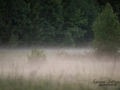 radjur_dimma_ingemar_pettersson_ipnaturfoto_se_rd166