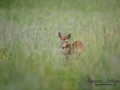 radjur_get_hornbildning_unik_hormonstorning_ingemar_pettersson_kid_ipnaturfoto_se_horn_rd169