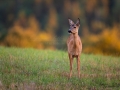 radjur_get_host_roe_deer_capreolus_capreolus_ipnaturfoto_se_rd223