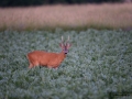 radjur_get_roe_deer_capreolus_capreolus_ipnaturfoto_se_rd195