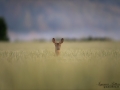 radjur_get_roe_deer_capreolus_capreolus_ipnaturfoto_se_rd196