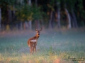 radjur_get_roe_deer_capreolus_capreolus_ipnaturfoto_se_rd197