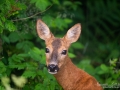 radjur_get_roe_deer_capreolus_capreolus_ipnaturfoto_se_rd255