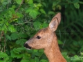 radjur_get_roe_deer_capreolus_capreolus_ipnaturfoto_se_rd256