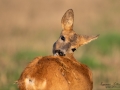 radjur_get_tvattar_roe_deer_capreolus_capreolus_ipnaturfoto_se_rd245