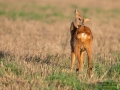 radjur_get_tvattar_roe_deer_capreolus_capreolus_ipnaturfoto_se_rd247