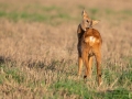 radjur_get_tvattar_roe_deer_capreolus_capreolus_ipnaturfoto_se_rd247