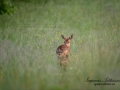 radjur_get_unik_horn_kid_SVA_ipnaturfoto_se_ingemar_pettersson_rd168