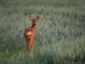 radjur_ipnaturfoto_se_Capreolus_roedeer_hunting_get_rd180