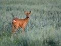 radjur_ipnaturfoto_se_Capreolus_roedeer_hunting_get_rd181