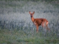 radjur_ipnaturfoto_se_Capreolus_roedeer_hunting_get_rd182