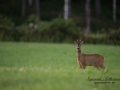 radjur_ipnaturfoto_se_rd103.jpg