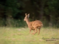 radjur_ipnaturfoto_se_rd47.jpg