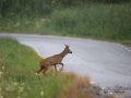 radjur_ipnaturfoto_se_rd51.jpg