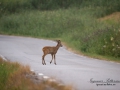 radjur_ipnaturfoto_se_rd53.jpg