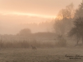 radjur_ipnaturfoto_se_roe_deer_rd164