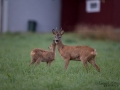 radjur_kid_bock_bebyggelse_ingemar_pettersson_naturfotograf_rd186