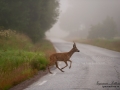 radjur_olycksrisk_trafikolycka_ipnaturfoto_se_rd262