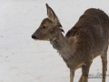 radjur_pälsatare_slu_parasit_Damalinia_cervird_ipnaturfoto_se_187