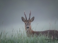 radjur_roe_deer_capreolus_capreolus_ipnaturfoto_se_rd252