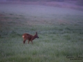 radjur_roe_deer_capreolus_capreolus_ipnaturfoto_se_rd269