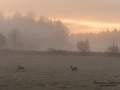 radjur_roe_deer_ipnaturfoto_se_rd165