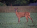 radjur_roedeer_get_ipnaturfoto_se_naturfotografering_rd175