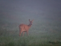 radjur_roedeer_get_ipnaturfoto_se_naturfotografering_rd276